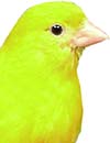 Canary