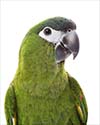 Small Macaw