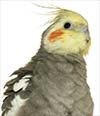 Cockatiel Parakeet