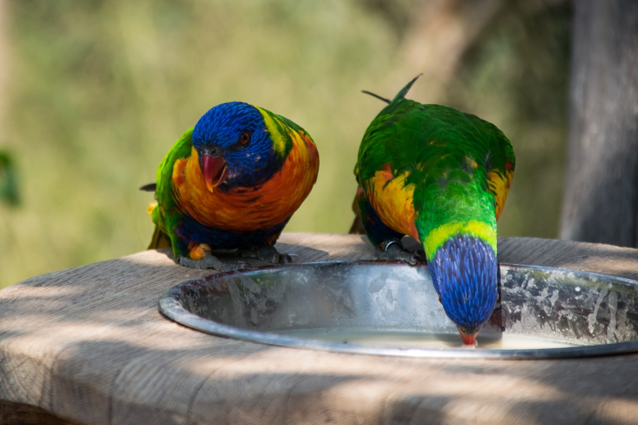 Can birds drink from a bowl?
