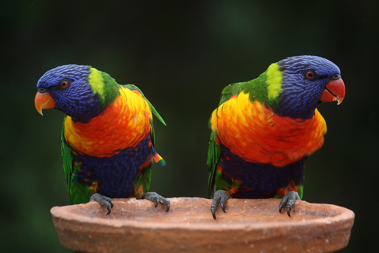 All you need to know about the Eclectus parrot