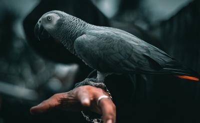 African Grey Parrot, Food, Personality and Care