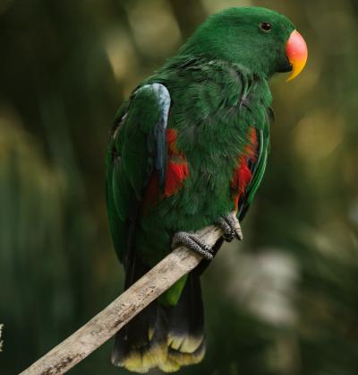 All you need to know about princess parrots