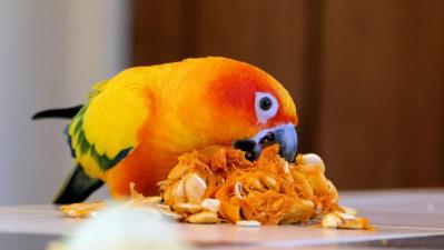 3 Ways to Know if a Conure Is Right for You 