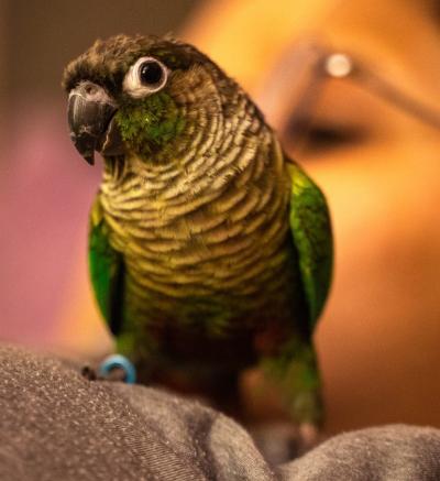 Caring for green cheeked conures