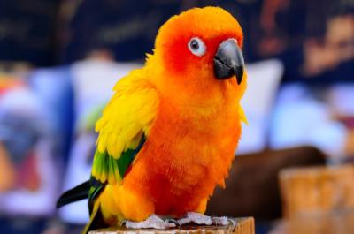 Answers to Common Conure Questions