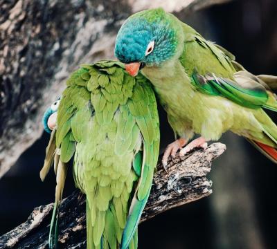 Feeding and exercising Pionus Parrots