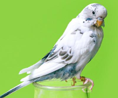 How to Make a Budgie Live Longer