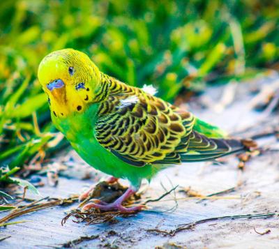 How to breed your budgerigars