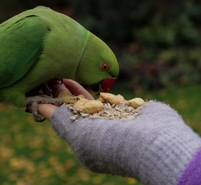 How to Prepare to Adopt a Bird and Bring Your New Pet Home