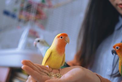 I cut my Parakeet nail too short. What can I do?