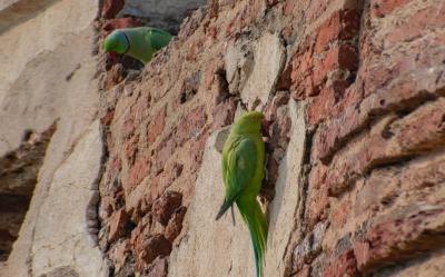All you need to know about the Indian Ringneck