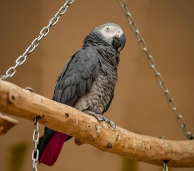 Macaw Vs African Grey