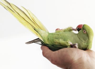 How to exercise your pet parrot