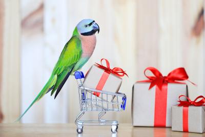 Pet Bird Holiday Gift Guide