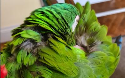 Moulting Birds And How To Help Them