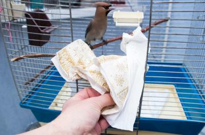 Birdcage Cleaning Tips You Should Know