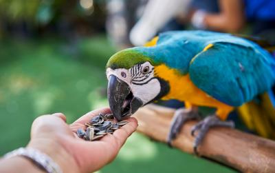 Do Parrots Eat SEED? | Learn How To Feed Them