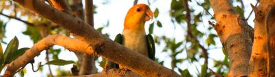Why Caique Loves Perches?