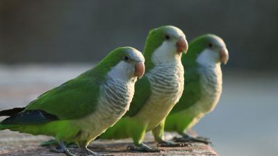 Interesting facts about quaker parrots 
