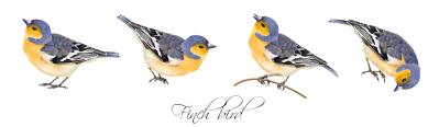 What is the difference between a canary and a finch?