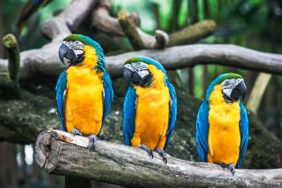 Preparing your home for your new pet MACAW bird