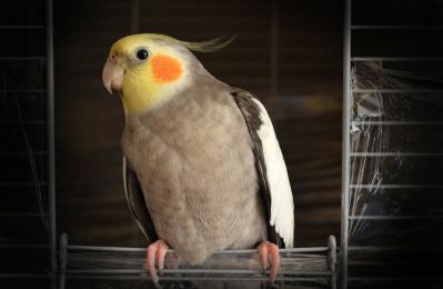 5 pet birds that live no more than 20 years