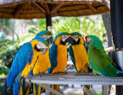 Talking parrots you can take home