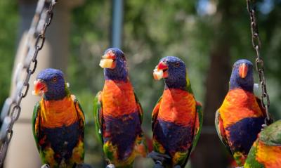 Top 7 Parrots that can talk