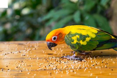 Why You Should Rethink leaving Your Parrot On The Floor