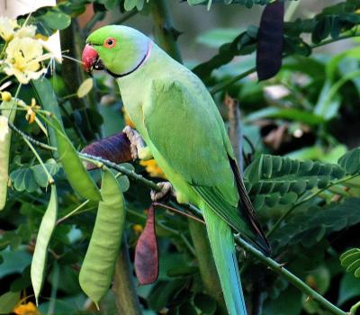 Why your Ring-Necked Parrot is Feather-Plucking