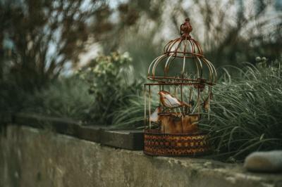 Types of bird cages
