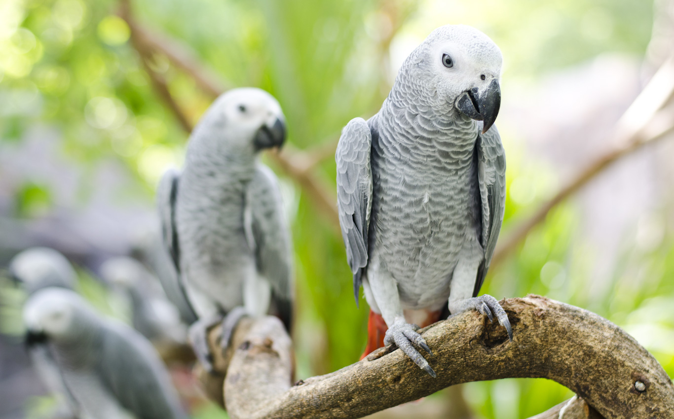 How much does an African grey bird cost?