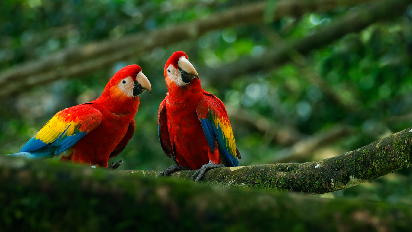 About Scarlet macaw