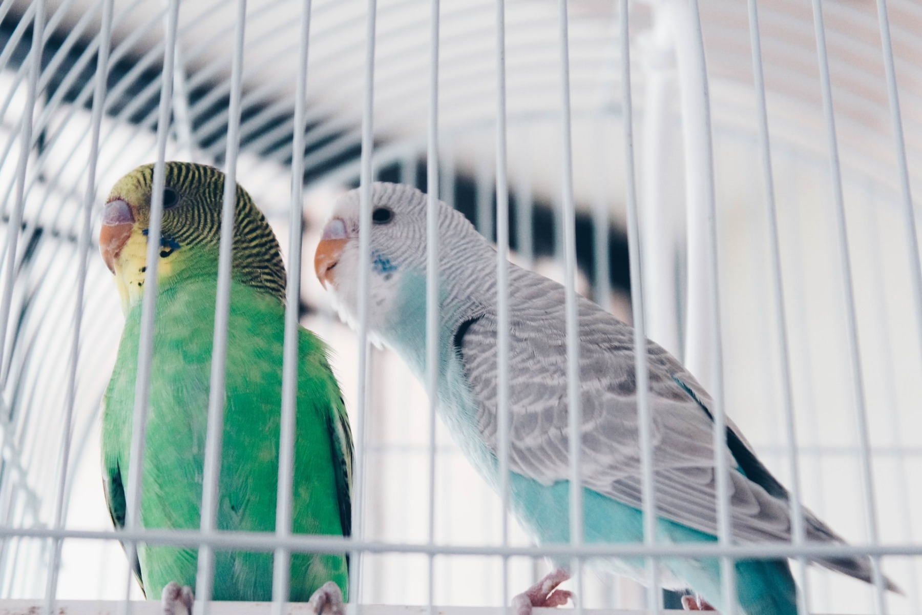 Buying a Parrot Guideline
