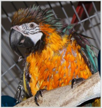 How to manage itchy pin feathers